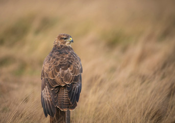 Common buzzard