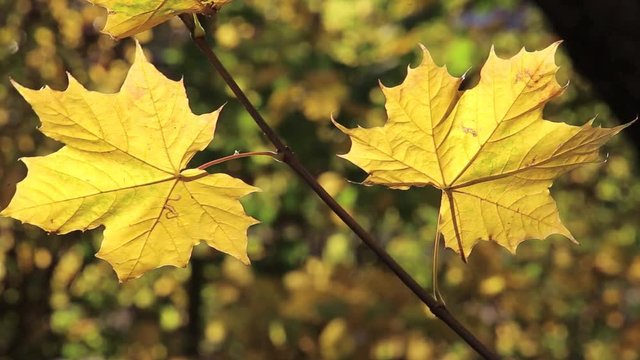 Gelbe Bl&auml;tter eine Ahornbaumes bewegen sich im Wind, full HD 1080p Video Footage 25 fps , Zeitraffer