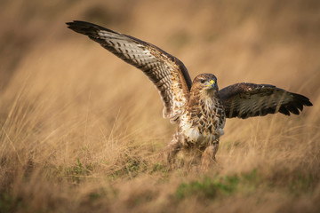 Common buzzard