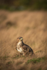Common buzzard