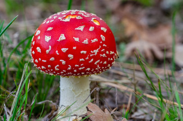Red fly agaric, close-up. Amanita muscaria.