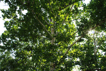 Sunlight shining through Sycamore trees
