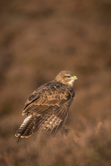 Common Buzzard ,Buteo buteo