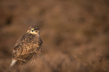 Common Buzzard ,Buteo buteo