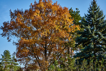 Red oak (Quércus rúbra) with yellow golden leaves and blue firs in the morning sun. Yellow oak leaves with a red tint against the blue cloudless sky. Nature concept for design.
