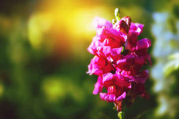 background nature Flower Antirrhinum. pink flowers. background blur