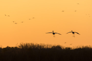 Sandhill cranes landing at sunset