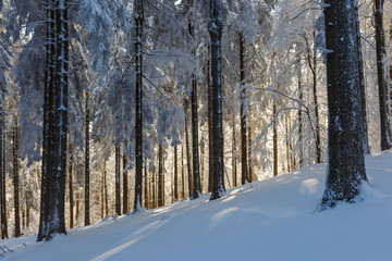 Pine trees covered with snow on frosty evening. Beautiful Carpathian winter panorama