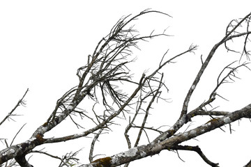 Dead tree branch isolated on white background. with clipping path.