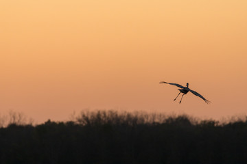 Fototapeta na wymiar A lone sandhill crane coming in for a landing at sunset
