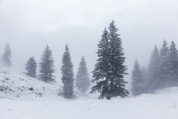 Tall pine trees in white mist in the Carpathian mountains