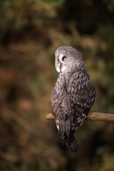 Great grey owl, Strix nebulosa