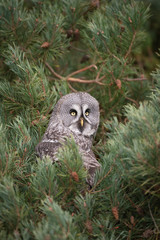 Fototapeta premium Great grey owl, Strix nebulosa,