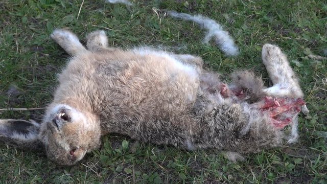 dead hare rotting in grass