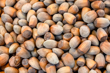 Hazelnuts in a bunch freshly harvested and delicious