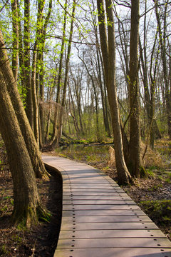 plankway through forest around briese river near berlin, germany in winter