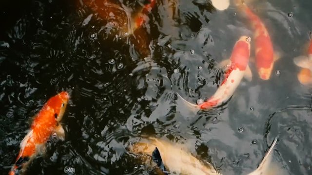 Natural background, aquarium close up. Vibrant Colorful Japanese Koi Carp fish swimming in traditional garden pond. Chinese Fancy Carps under water surface. Oriental symbols of fortune and good luck.