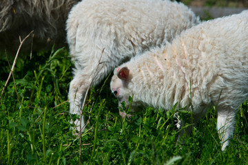 flock of skudde sheep. skudde are one of the oldest domesticated sheep races and listed in the IUCN red list of threatened  species