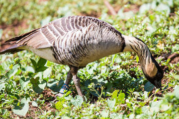 Nene, die Hawaii-Gans