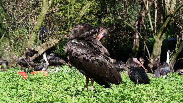 Schwarzstorch &ndash; Ciconia nigra