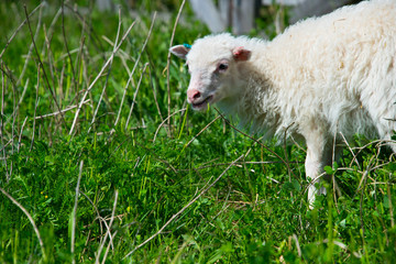 Obraz premium flock of skudde sheep. skudde are one of the oldest domesticated sheep races and listed in the IUCN red list of threatened species