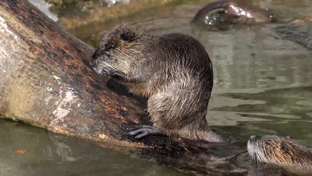 Biber -  Myocastor coypus