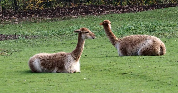 Vikunja - Vicugna vicugna - Lama glama