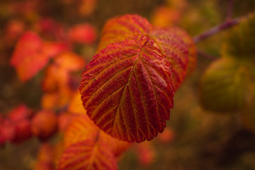 Red raspberry leaves autumn morning close-up