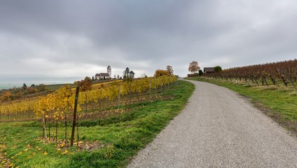 Fototapeta premium panorama view of a picturesque white country church surrounded by golden vineyard pinot noir grapevine landscape with a country road in the foreground