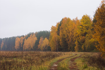 The road in the autumn misty forest