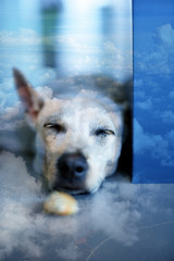 A superimposed or double exposure image of a white sleeping dog in a modern house with a looking down image of a beautiful sky and landscape view taken from a window seat in an air plane.