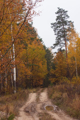 The road in the autumn misty forest