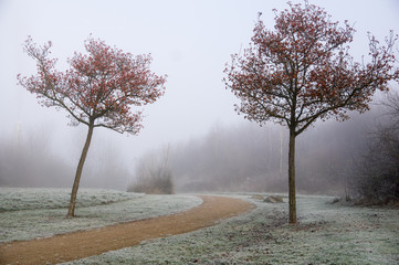 Two trees in winter with rime on gras 