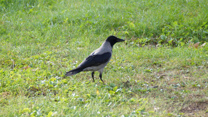 Crows in the garden