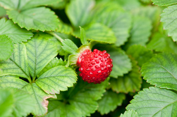 Mock Strawberry (potentilla indica)