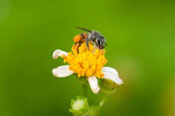 Bee is collecting pollen from flower
