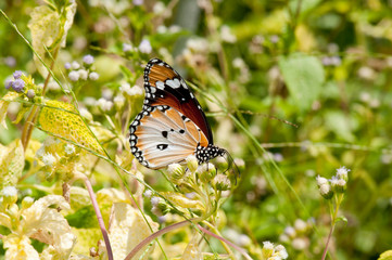 Male Plain Tiger Butterfly (Danaus chrysippus)
