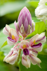 Silky Afgekia flower (.Afgekia sericea Craib)