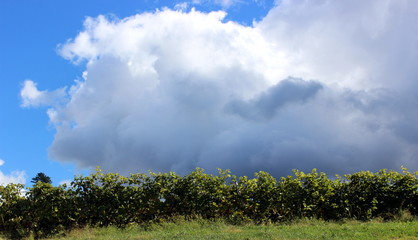 Clouds in the vineyard