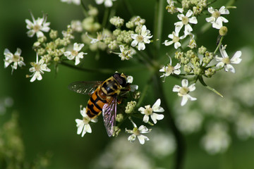 Totenkopfschwebfliege
