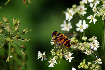 Totenkopfschwebfliege © Stanford Lone