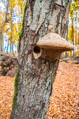 Polypore growing on a beech tree near a tree hollow made by birds