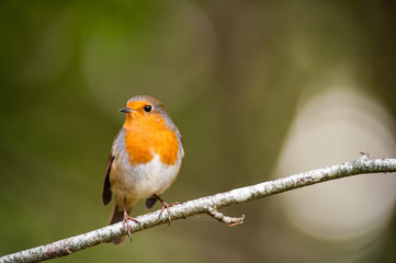 Little round red robin bird on a forest twig