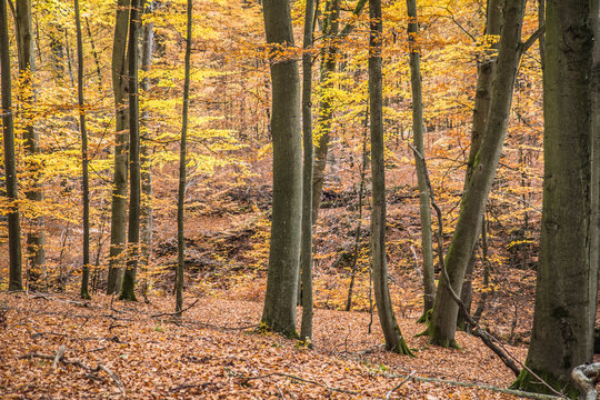 Fototapeta Beech forest in autumn