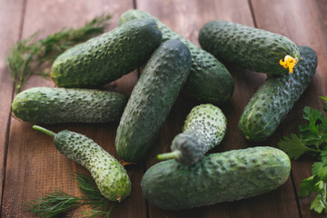 Green cucumbers from the garden. Wooden table with vegetables in the village