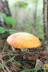 mushroom red mushroom in the forest