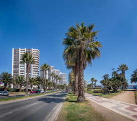 Fototapeta na wymiar Palm Trees at San Martin Avenue - Vina del Mar, Chile