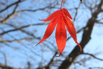 Single Japanese maple leaf on tree branch
