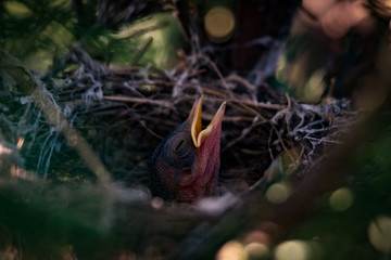 Chicks hungry in the nest close up