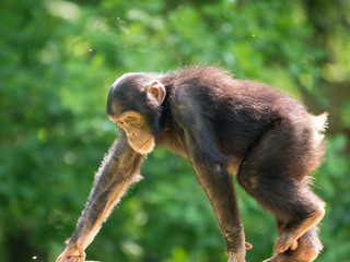 bébé chimpanzé